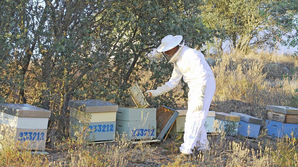 Horta Da Quinta ξενώνας Mértola Εξωτερικό φωτογραφία