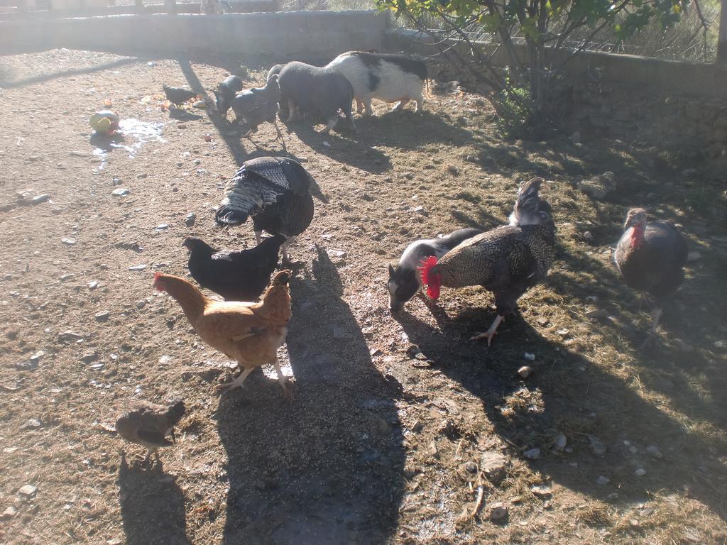 Horta Da Quinta ξενώνας Mértola Εξωτερικό φωτογραφία